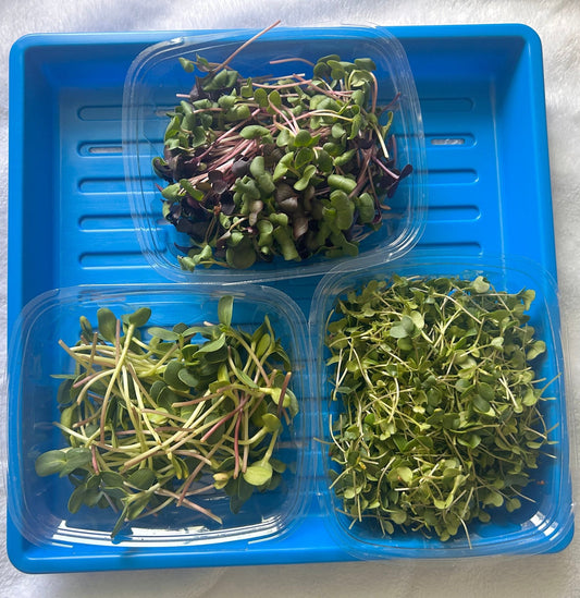 Three containers of microgreens on a blue tray with a white background. Radish, microgreens mix, and, sunflower shoots