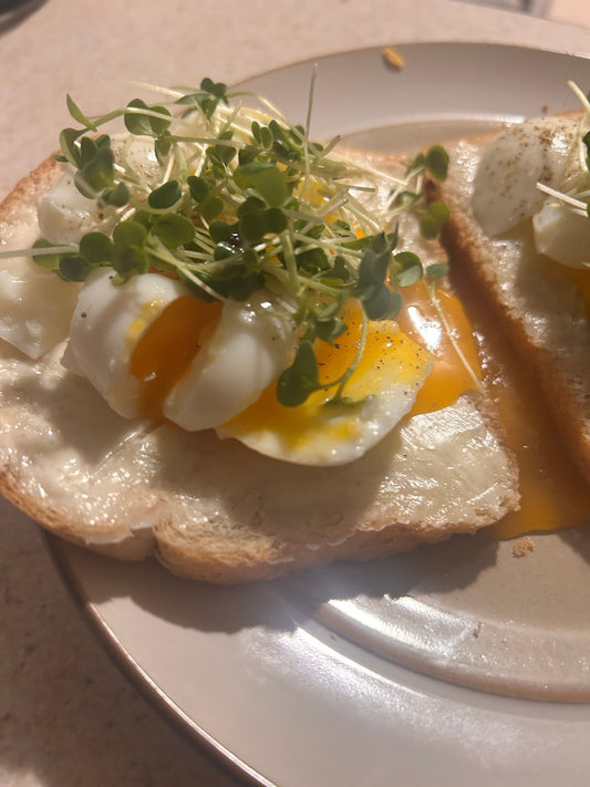 Alfalfa Tray (microgreens grown to order) - Yummy Little Plants - Microgreens