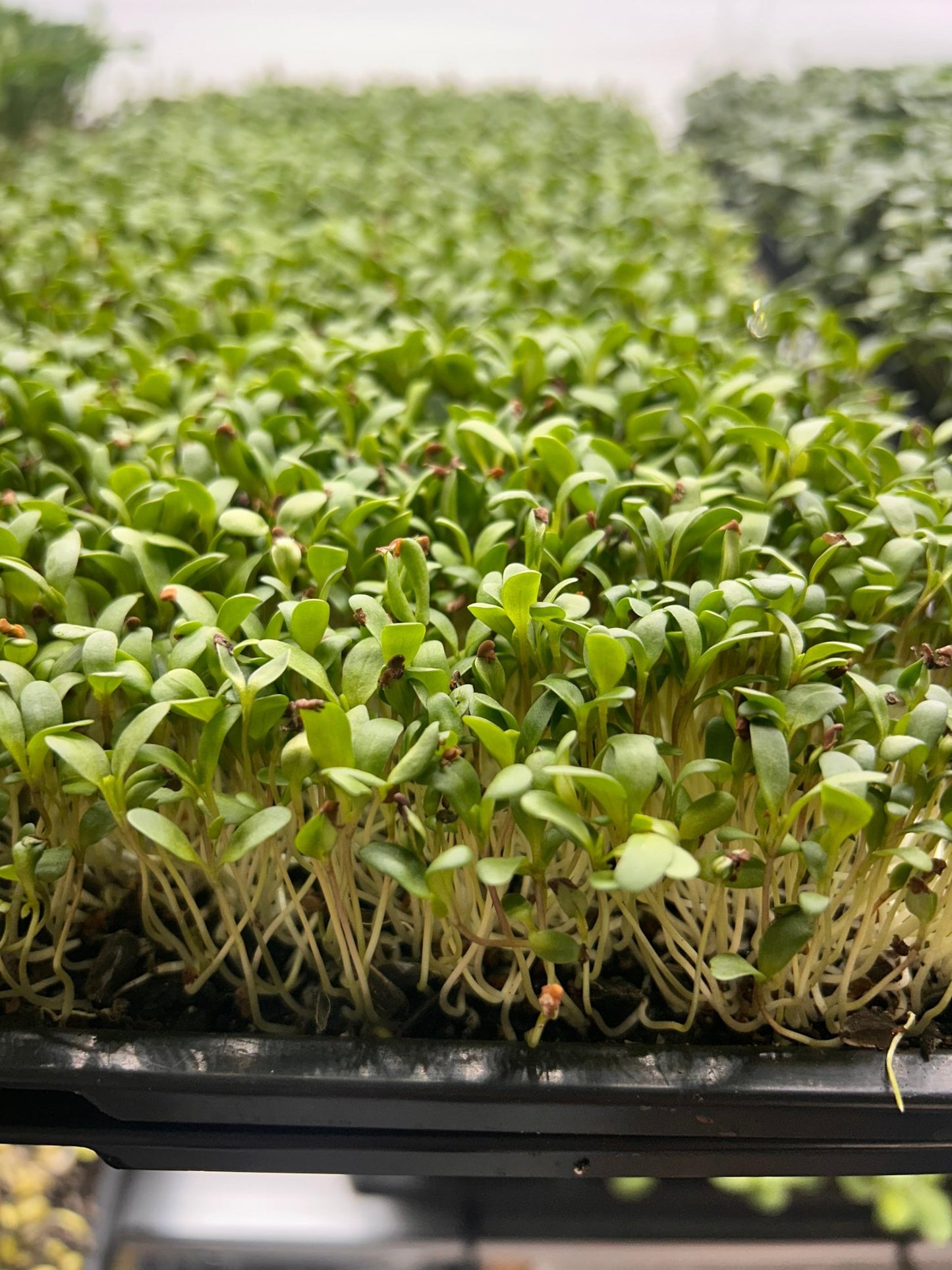 Alfalfa Tray of Microgreens