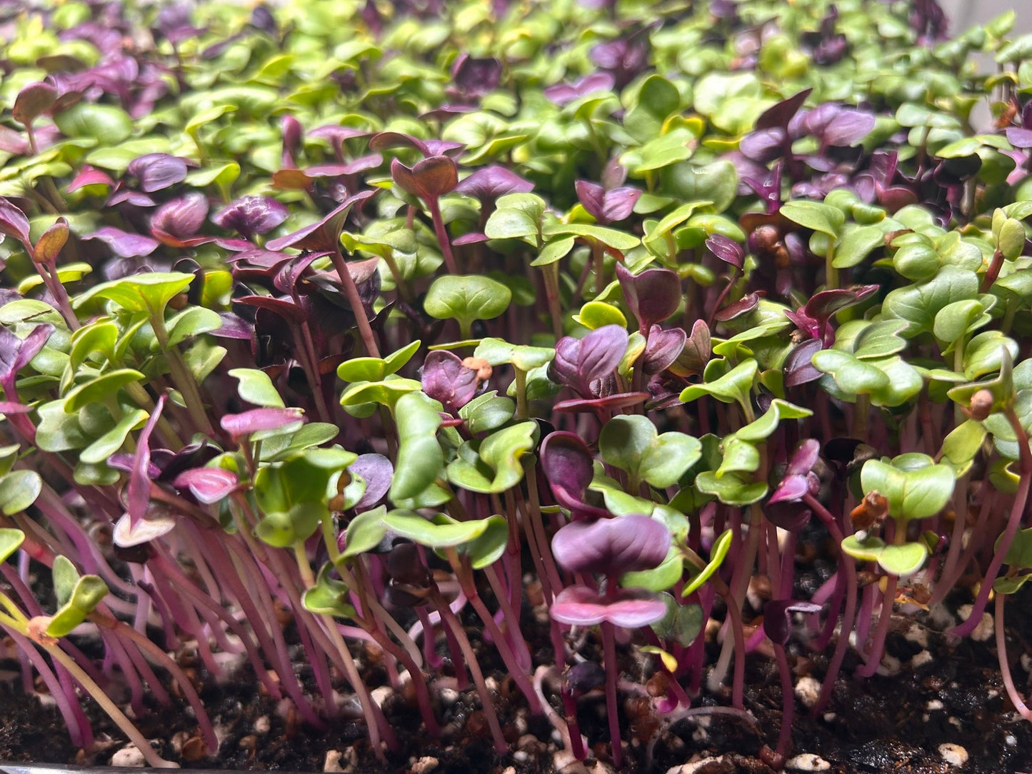 radish microgreens growing in a tray