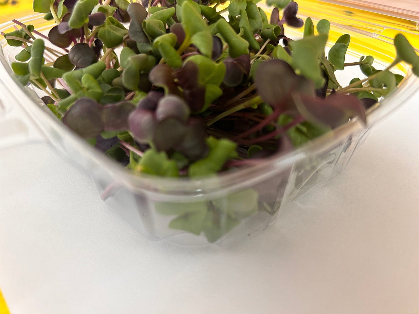 Confetti Radish (microgreens by the ounce) - Yummy Little Plants - Microgreens