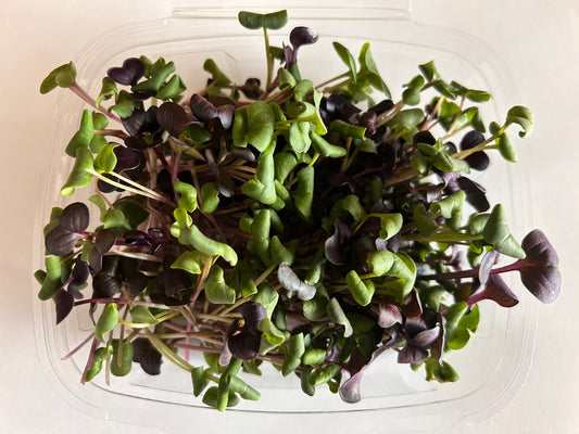Confetti Radish (microgreens by the ounce) - Yummy Little Plants - Microgreens