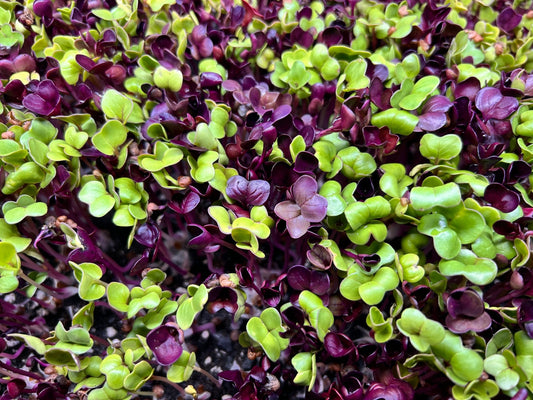 Confetti Radish Tray (microgreens grown to order) - Yummy Little Plants - Microgreens