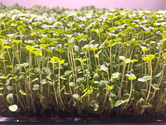 Microgreens mix growing in a tray