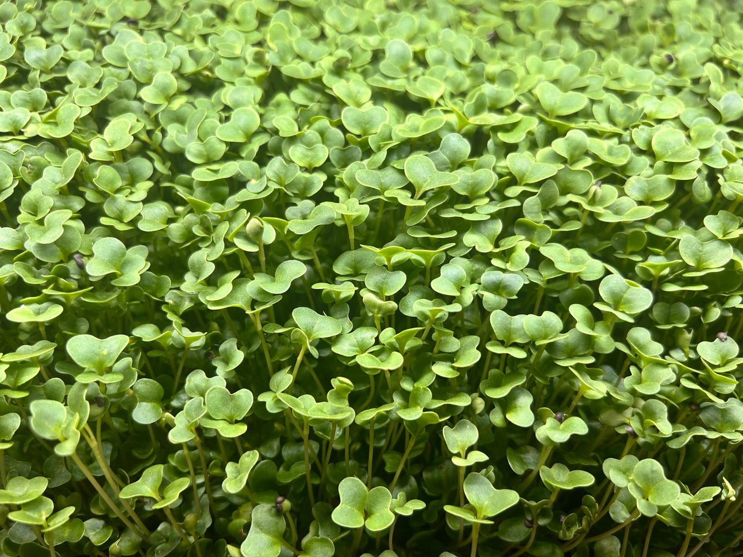 Close up of microgreens growing - broccoli - clover - kale -
