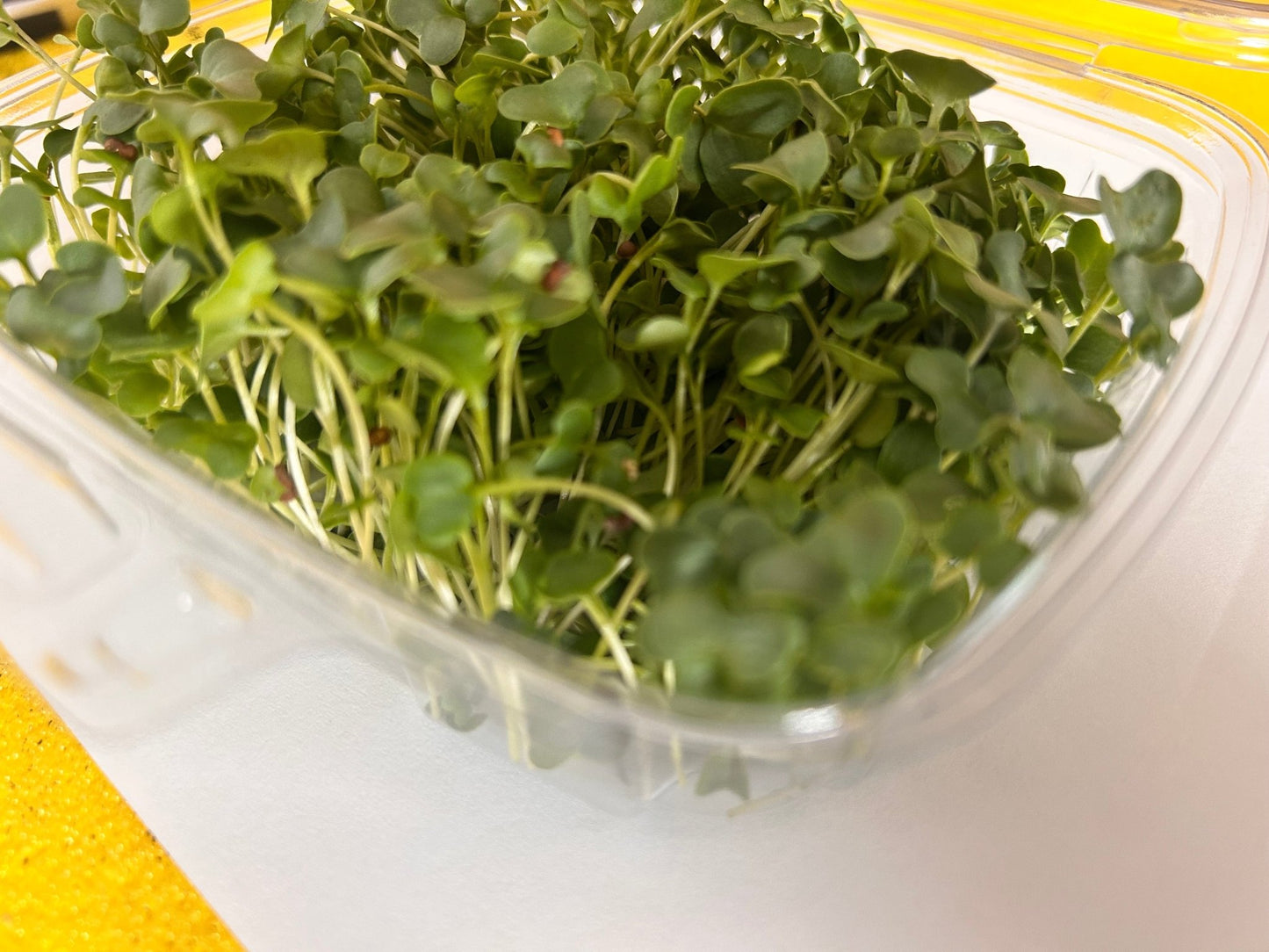 Gourmet Greens (microgreens by the ounce) - Yummy Little Plants - Microgreens