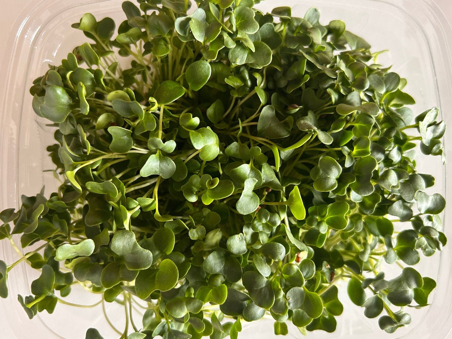 Gourmet Greens (microgreens by the ounce) - Yummy Little Plants - Microgreens