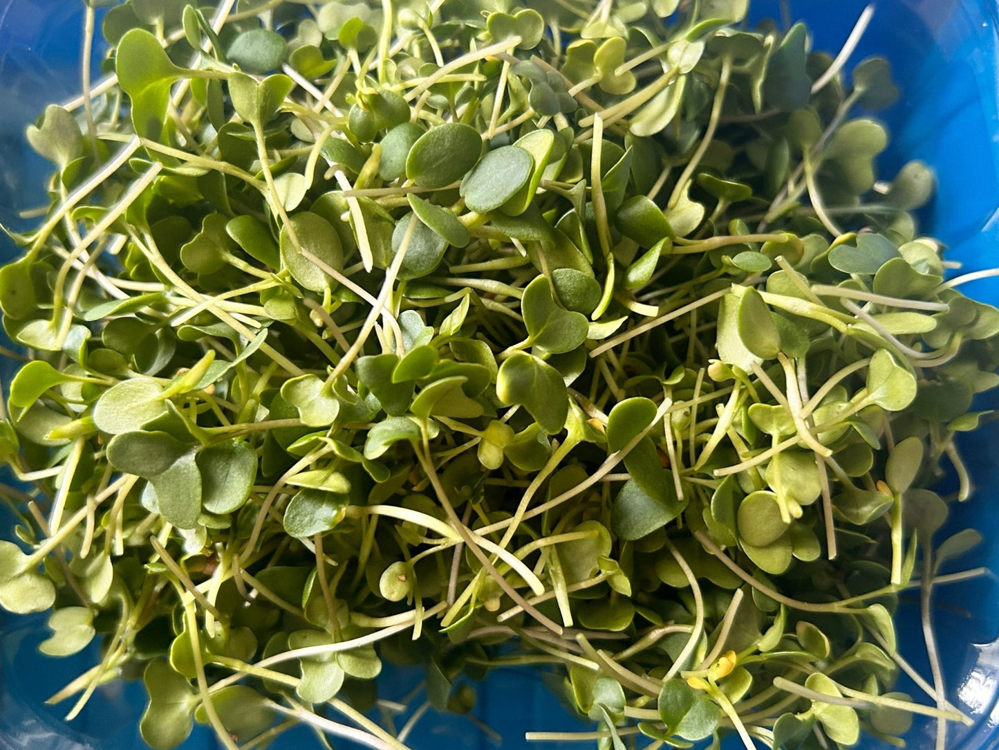 microgreens mix with broccoli, kale, and clover