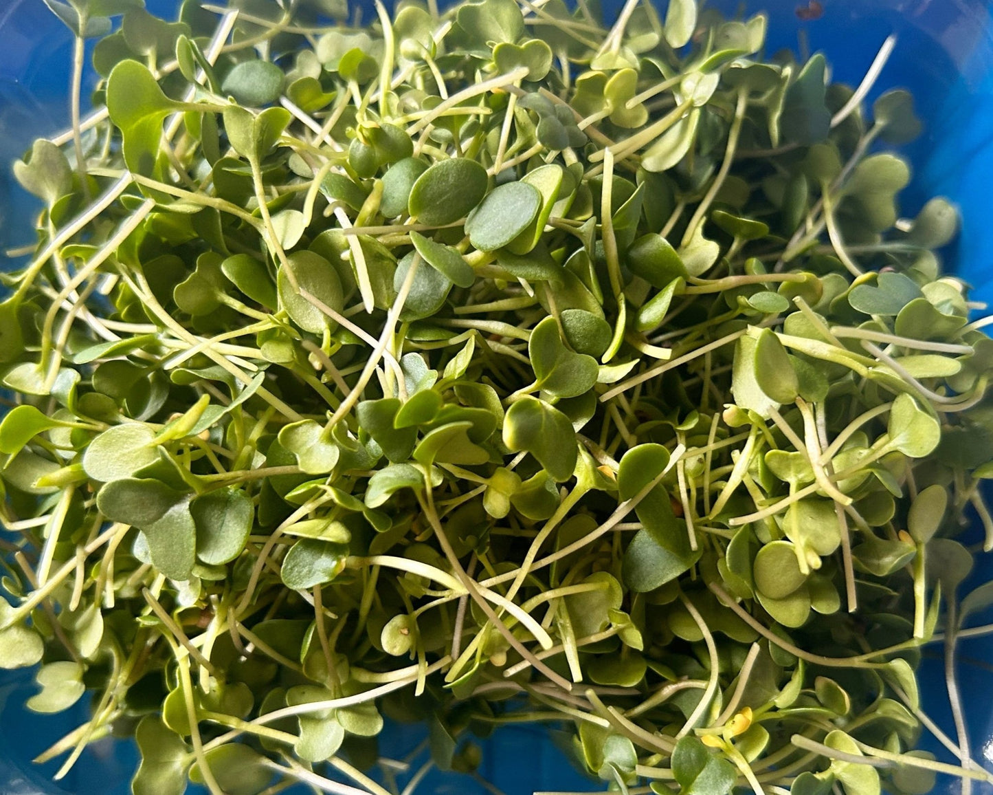 mix of broccoli, kale, and clover microgreens