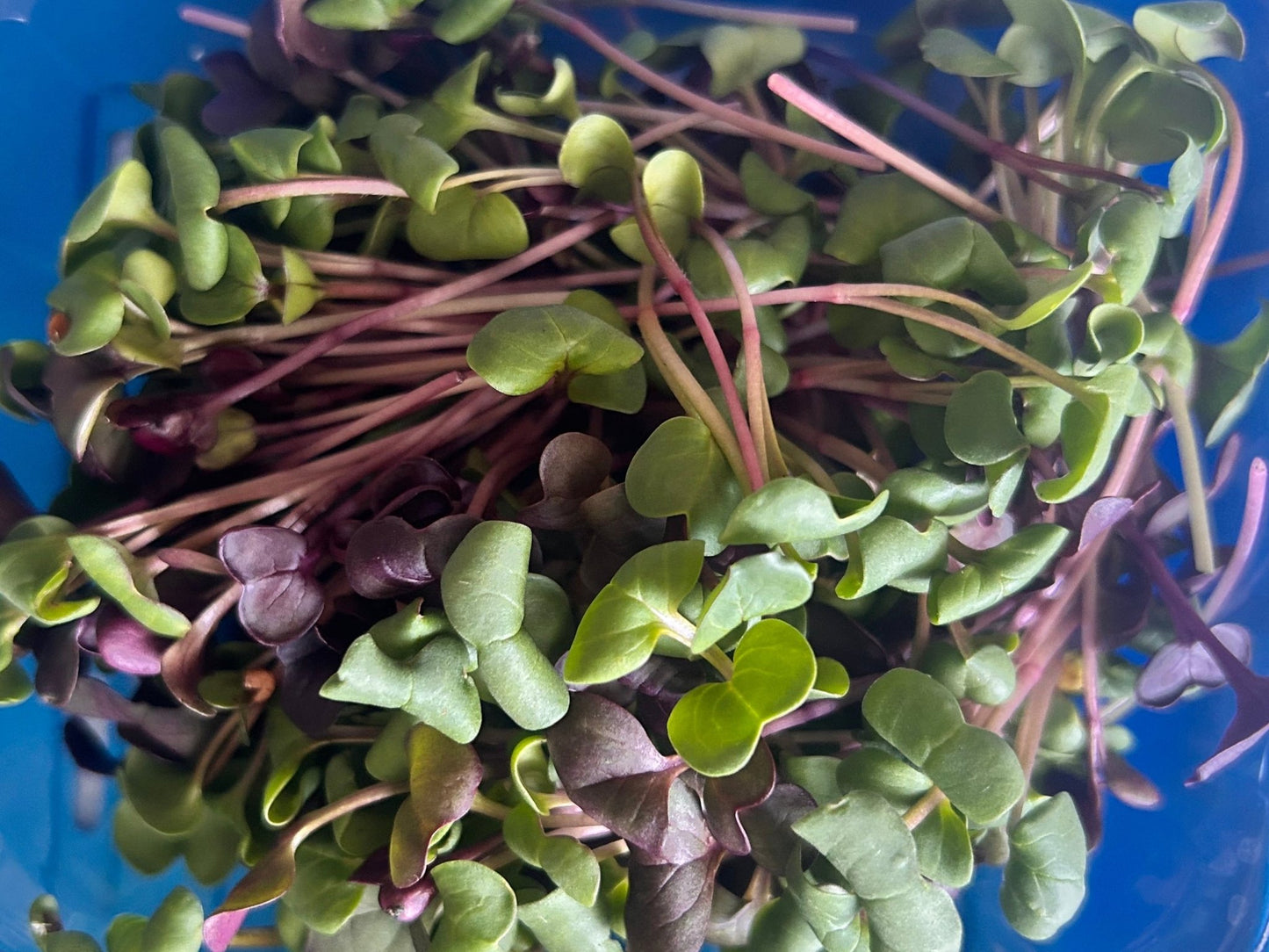 red and purple radish microgreen mix