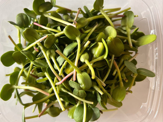 Sunflower (microgreens by the ounce) - Yummy Little Plants - Microgreens