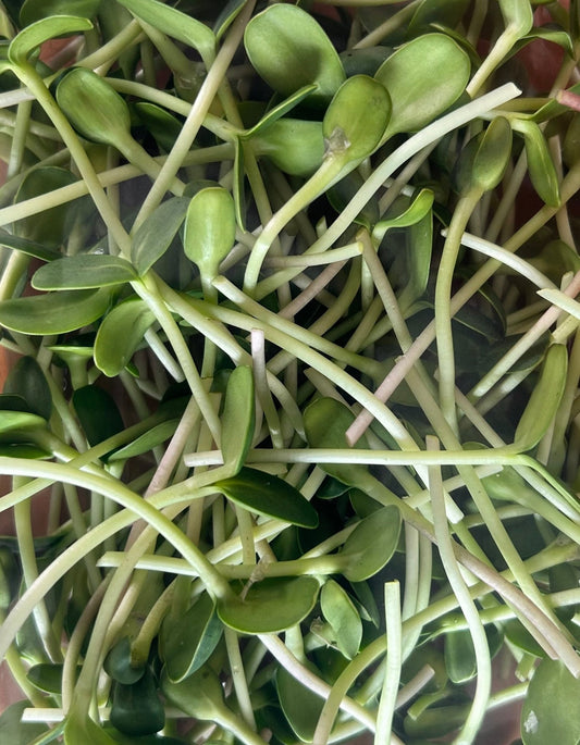 sunflower shoots microgreens close up