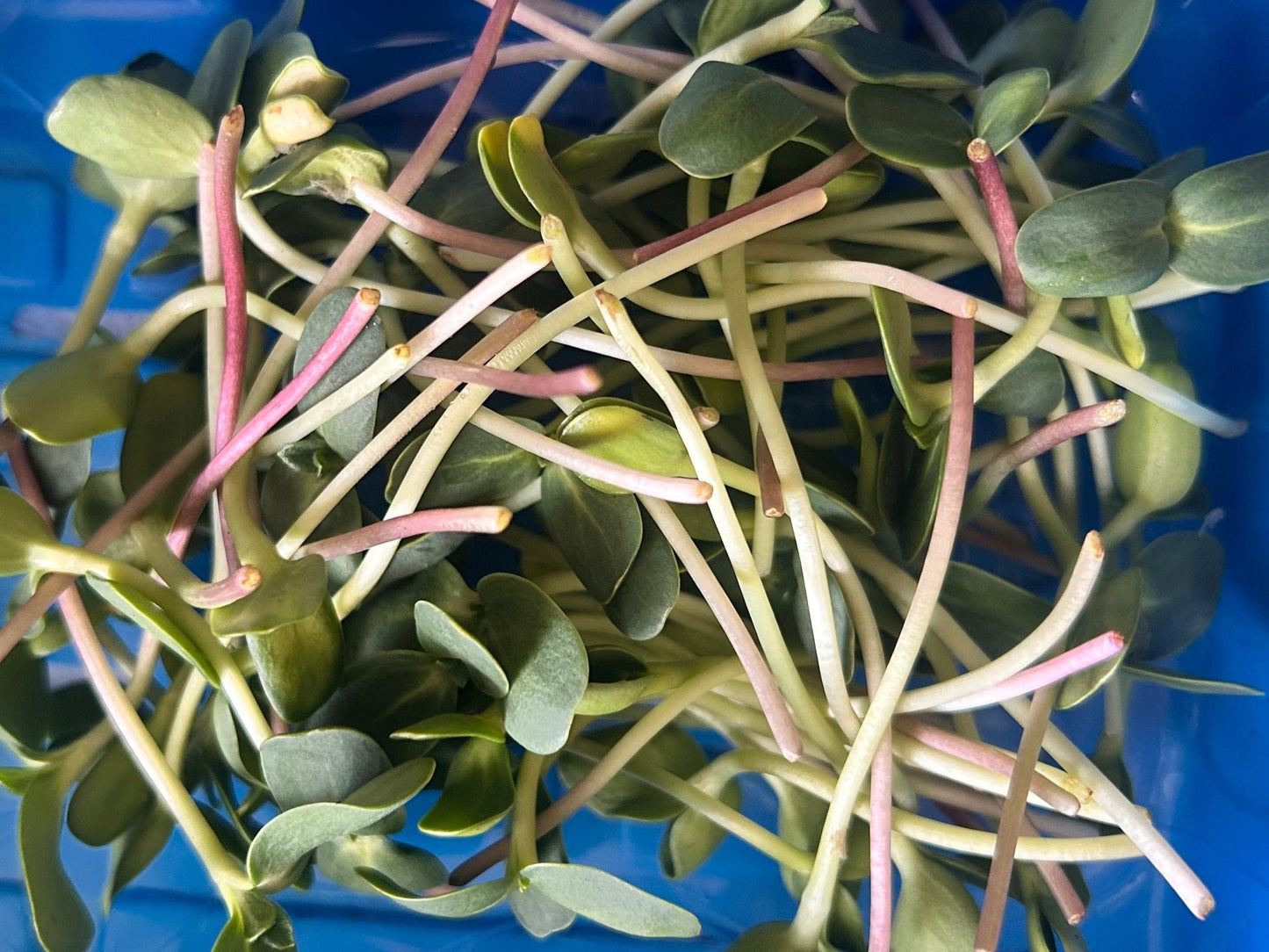 sunflower shoots microgreens