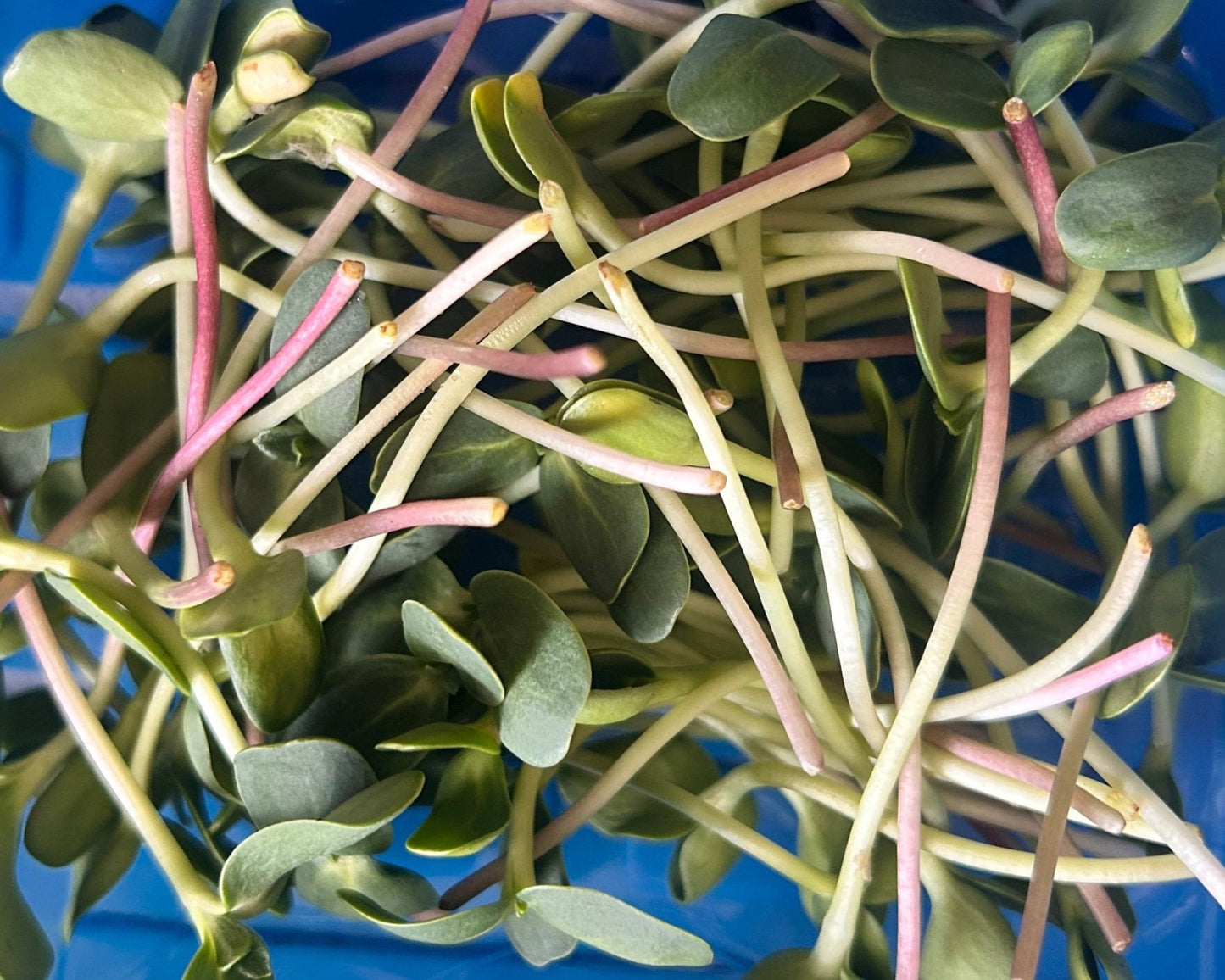Sunflower Shoots close up