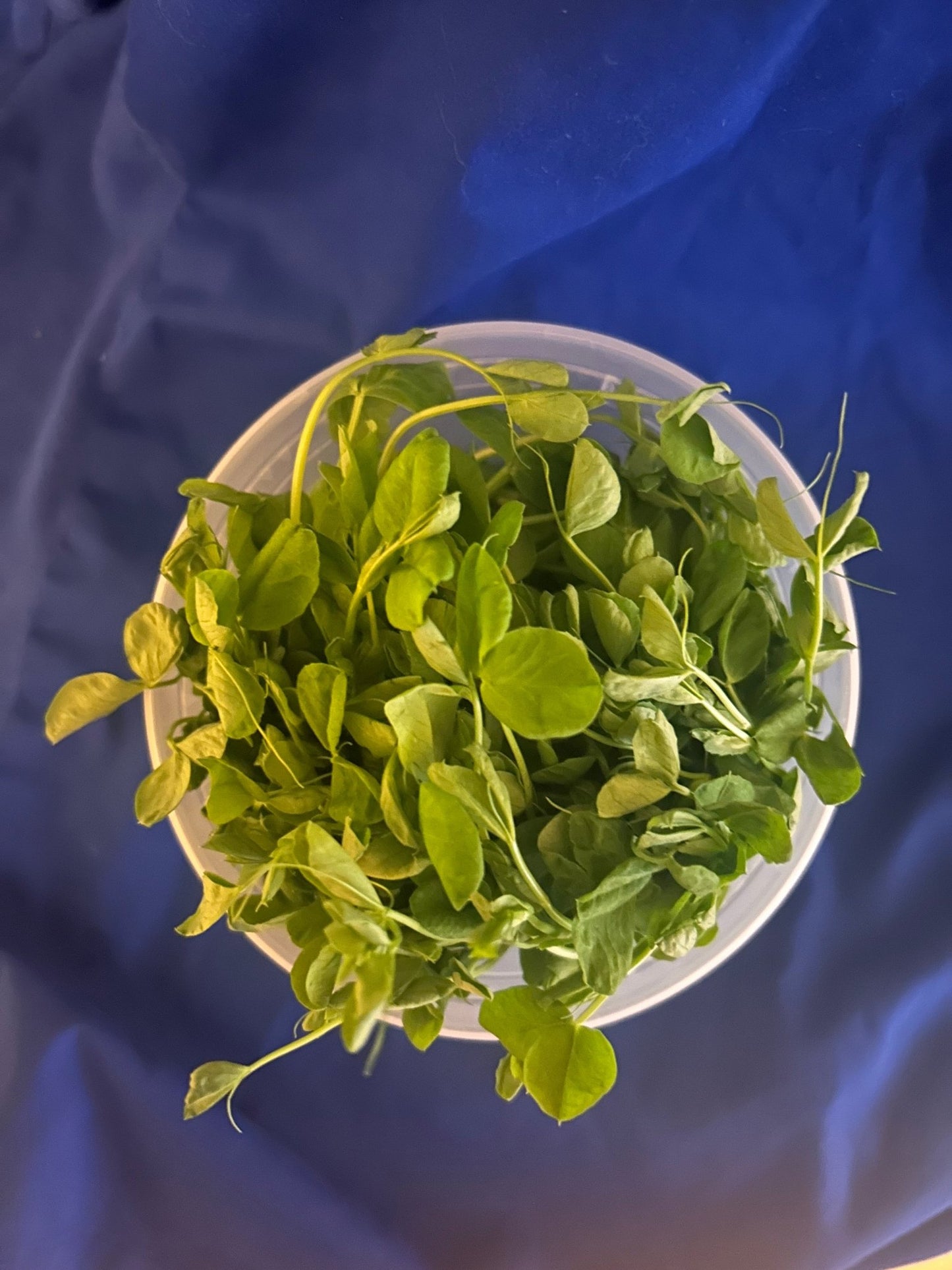 Sweet Pea Microgreens