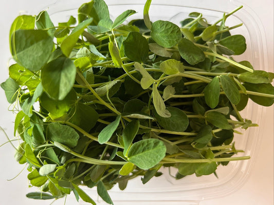 Sweet Pea (microgreens by the ounce) - Yummy Little Plants - Microgreens