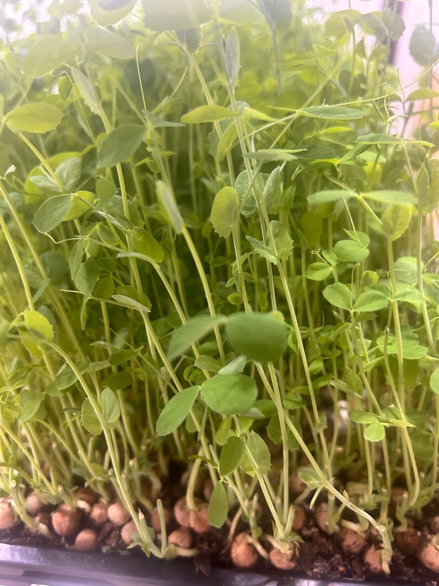 sweet pea shoots close up