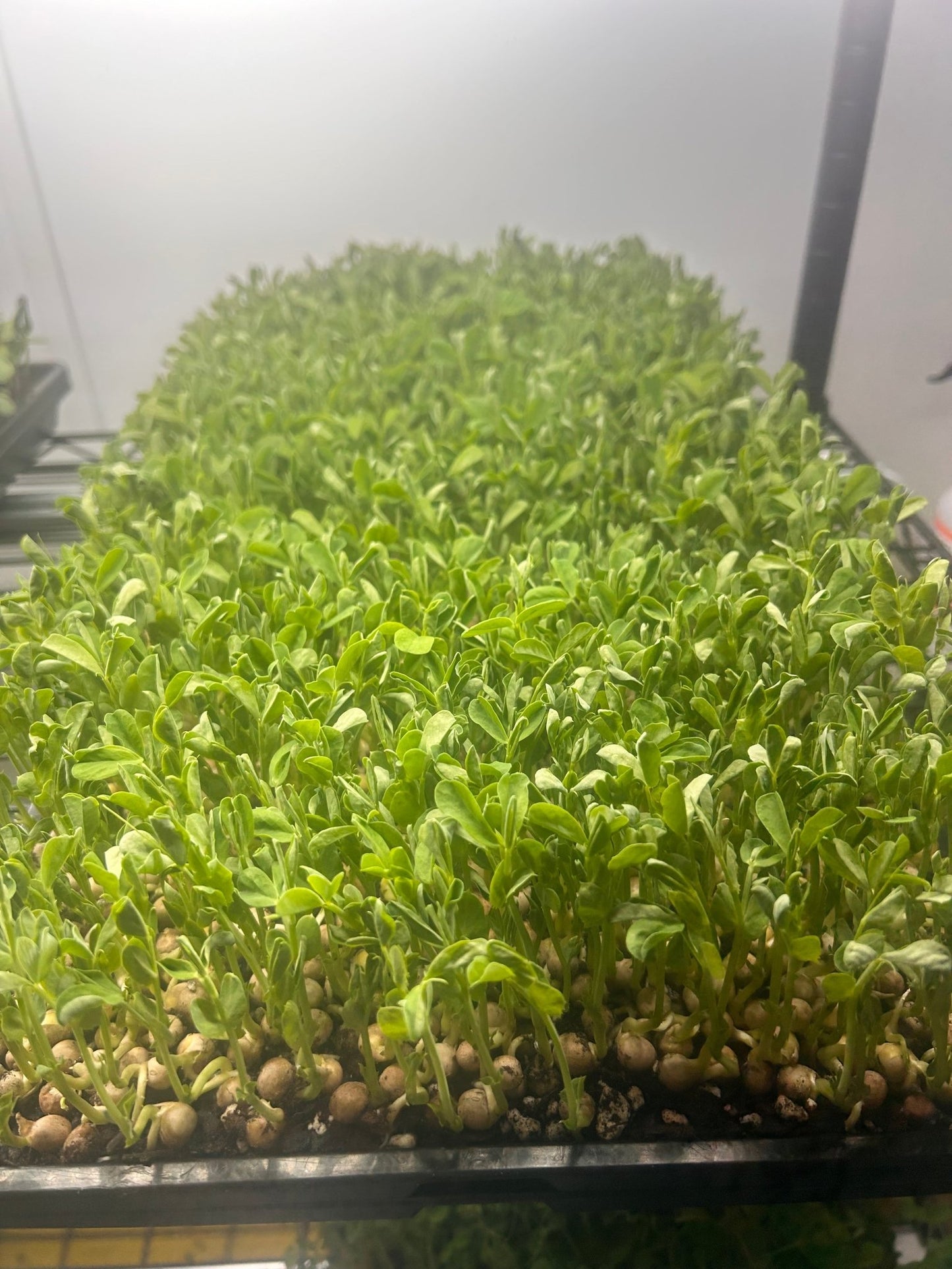 Sweet Pea Tray (microgreens grown to order) - Yummy Little Plants - Microgreens