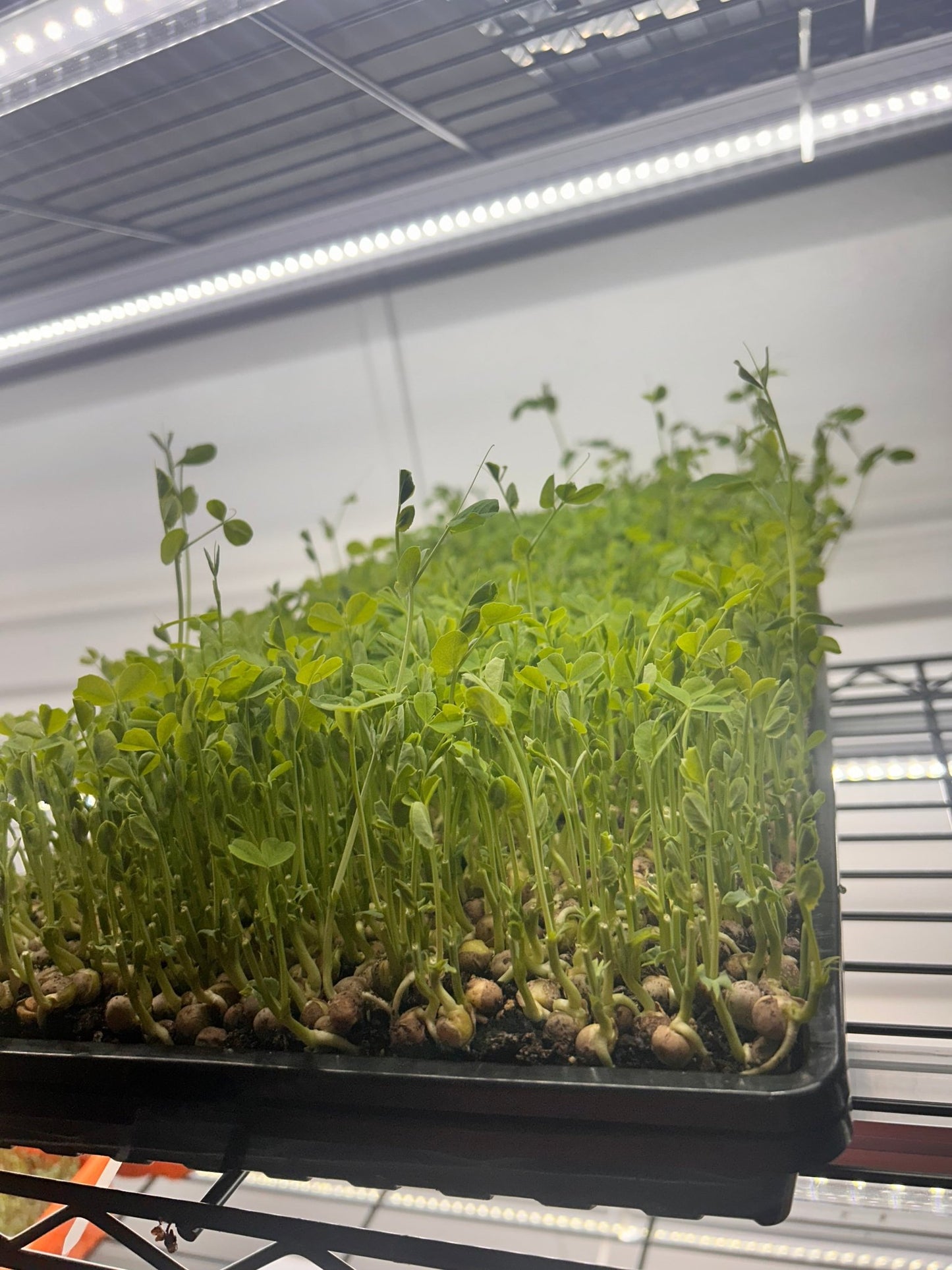Sweet Pea Tray (microgreens grown to order) - Yummy Little Plants - Microgreens
