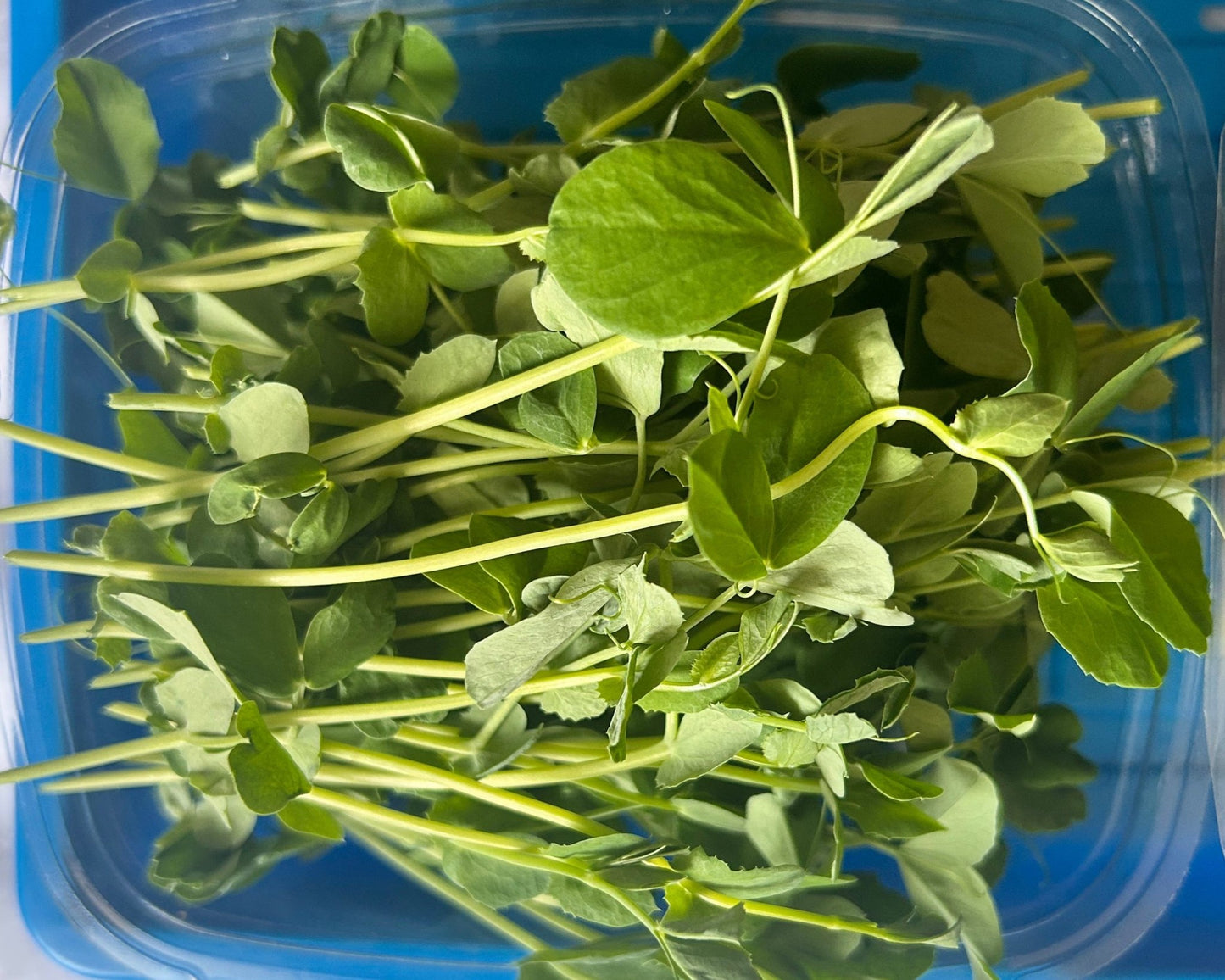 sweet pea shoots microgreens in a blue container