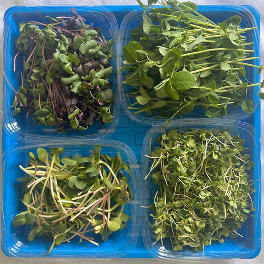 four varieties of microgreens on a tray