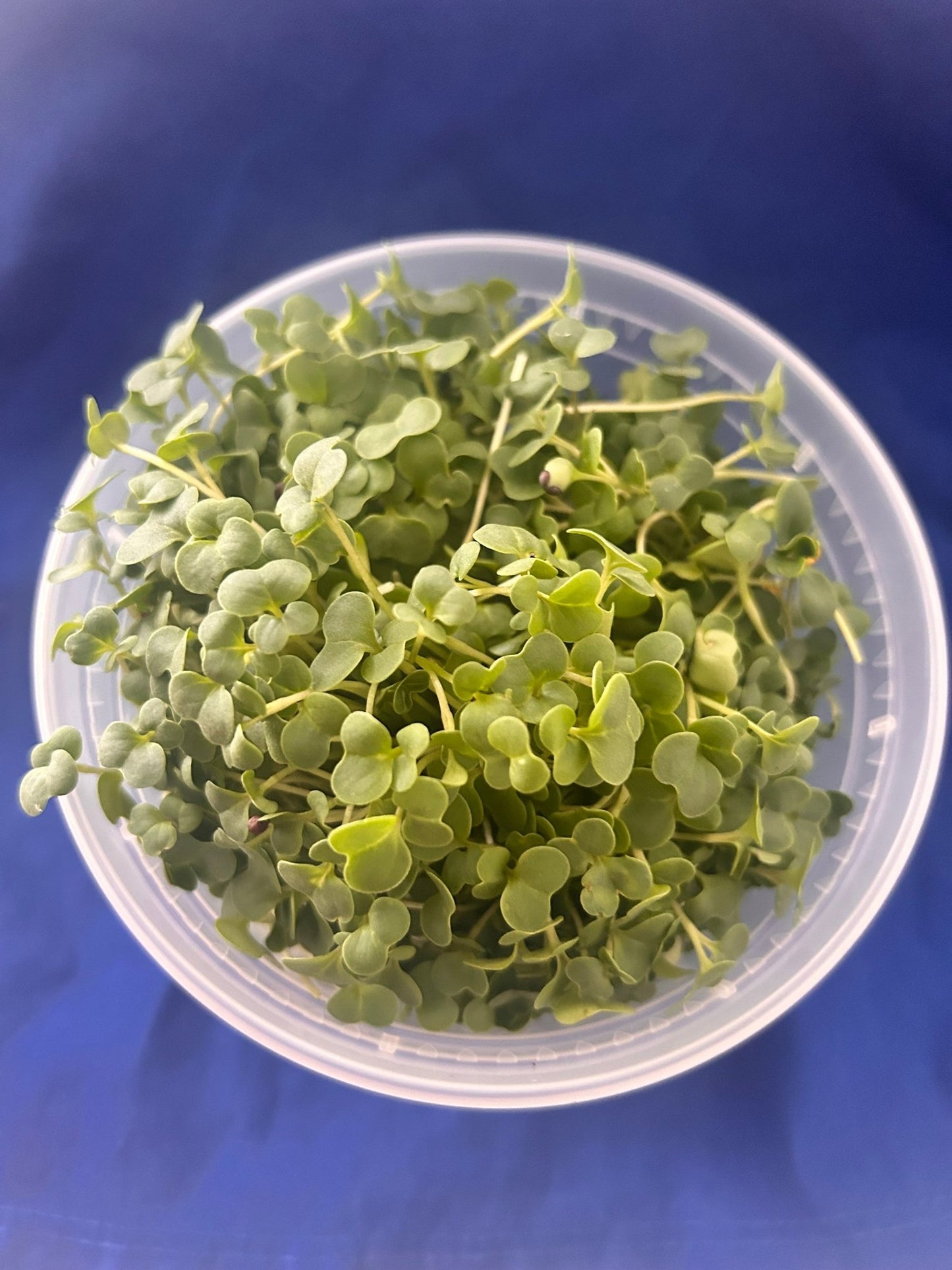 A container of kale, clover, and broccoli microgreens on a blue background