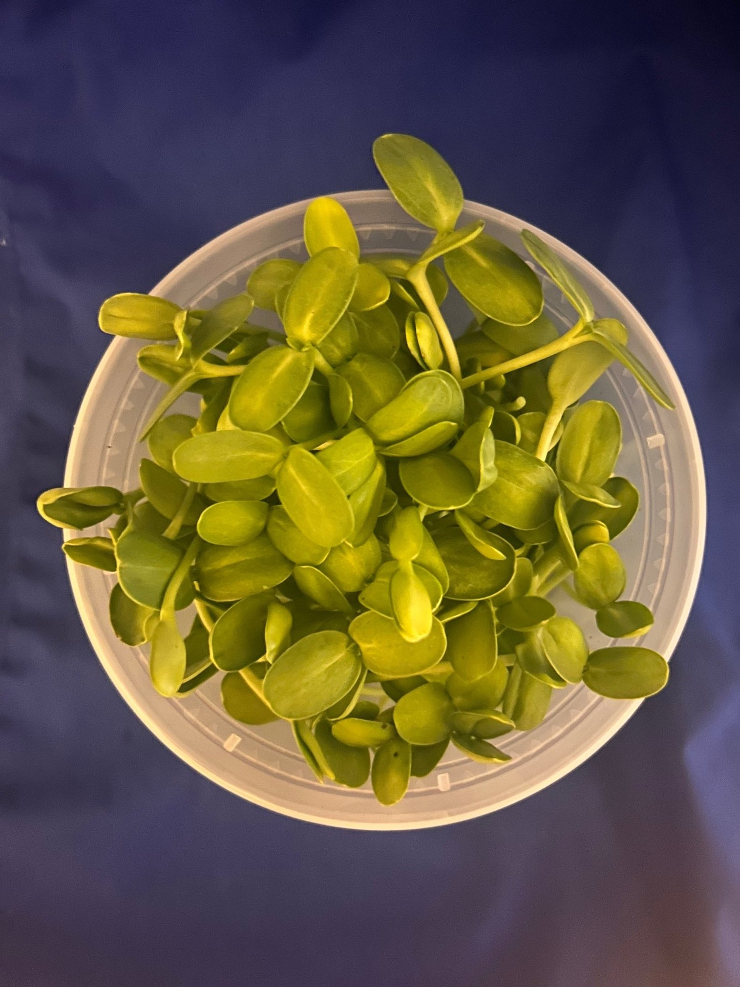 sunflower shoots in a round container with a blue background