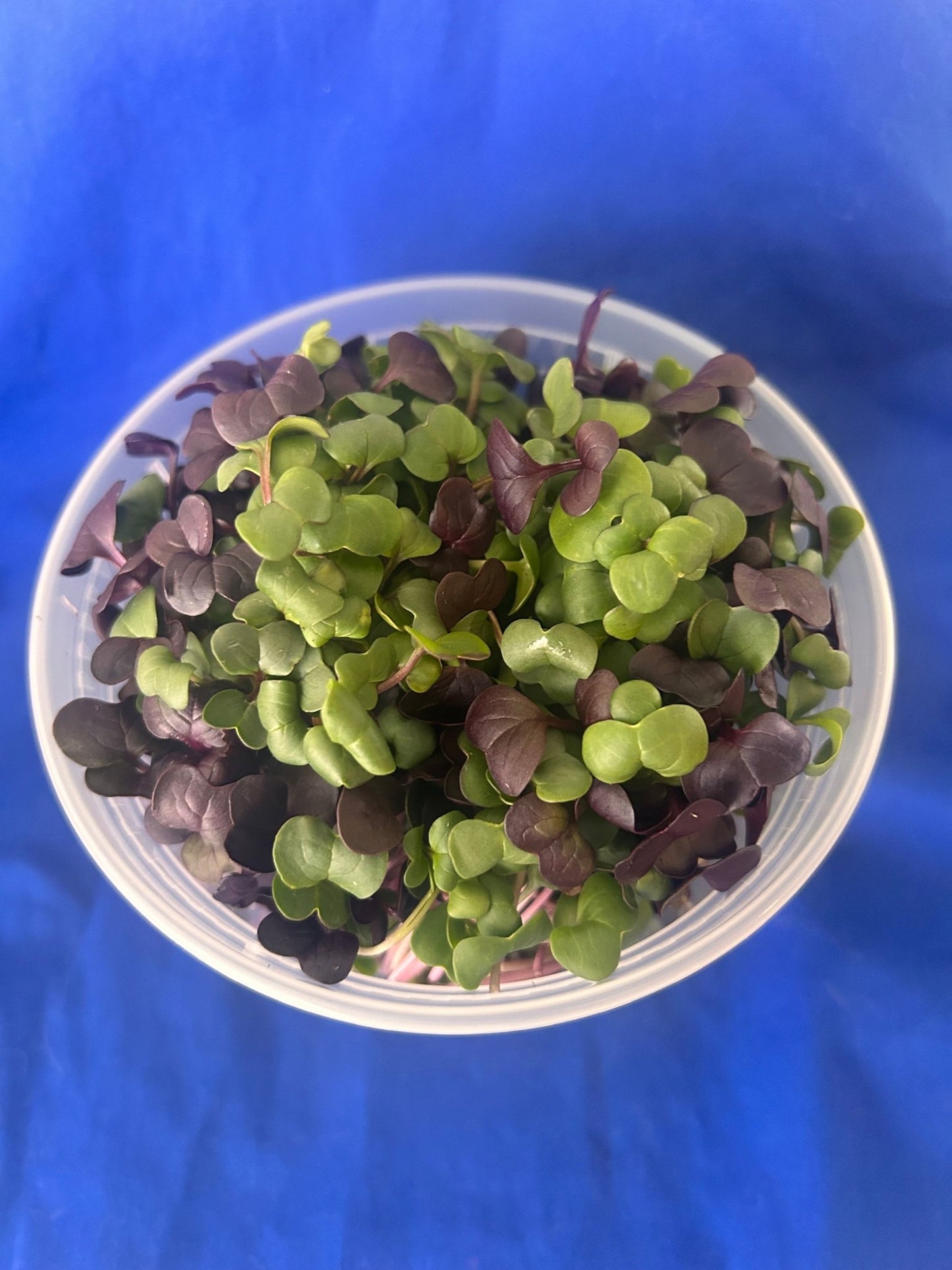 confetti radish blue and purple microgreens on a blue background
