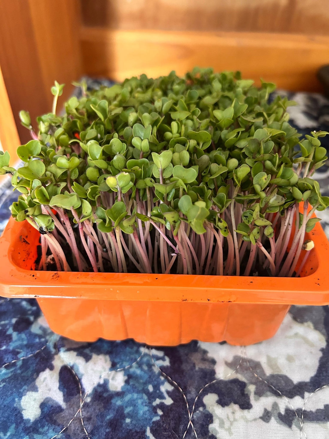 How to Grow Microgreens in Potting Soil - Yummy Little Plants