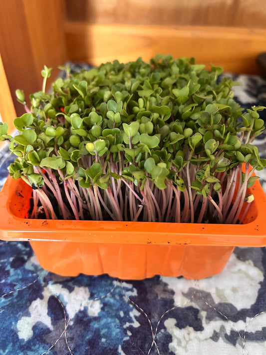 How to Grow Microgreens in Potting Soil - Yummy Little Plants
