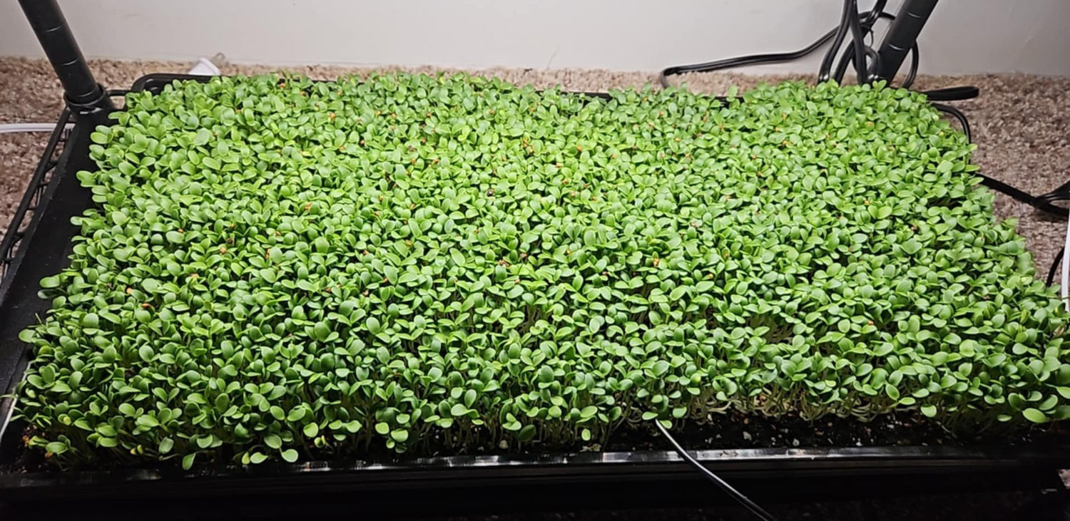 What Are Microgreens Yummy Little Plants what-are-microgreens-yummy-little-plants