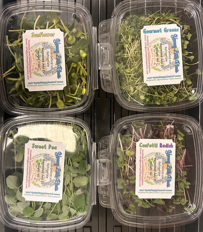 4 - Variety Microgreen Yummy Bundle - Yummy Little Plants - Microgreens