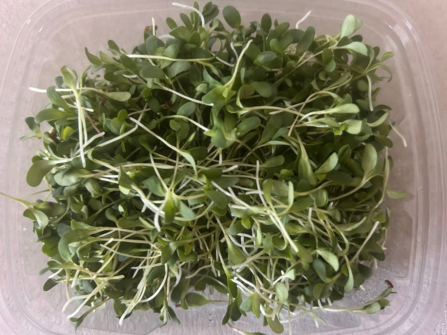 Alfalfa microgreens