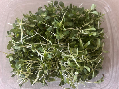 Alfalfa microgreens