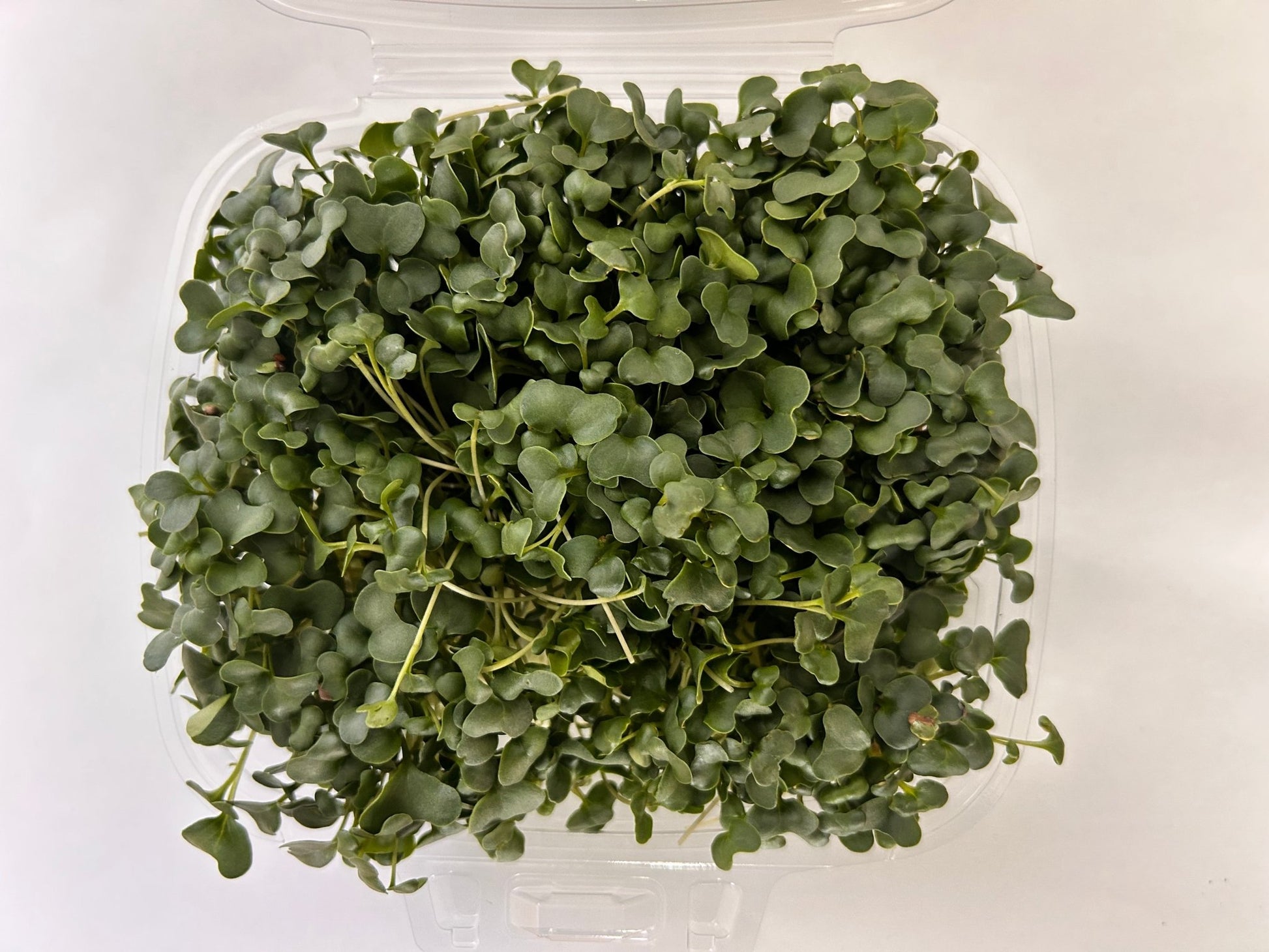 Broccoli Tray (microgreens grown to order) - Yummy Little Plants - Microgreens