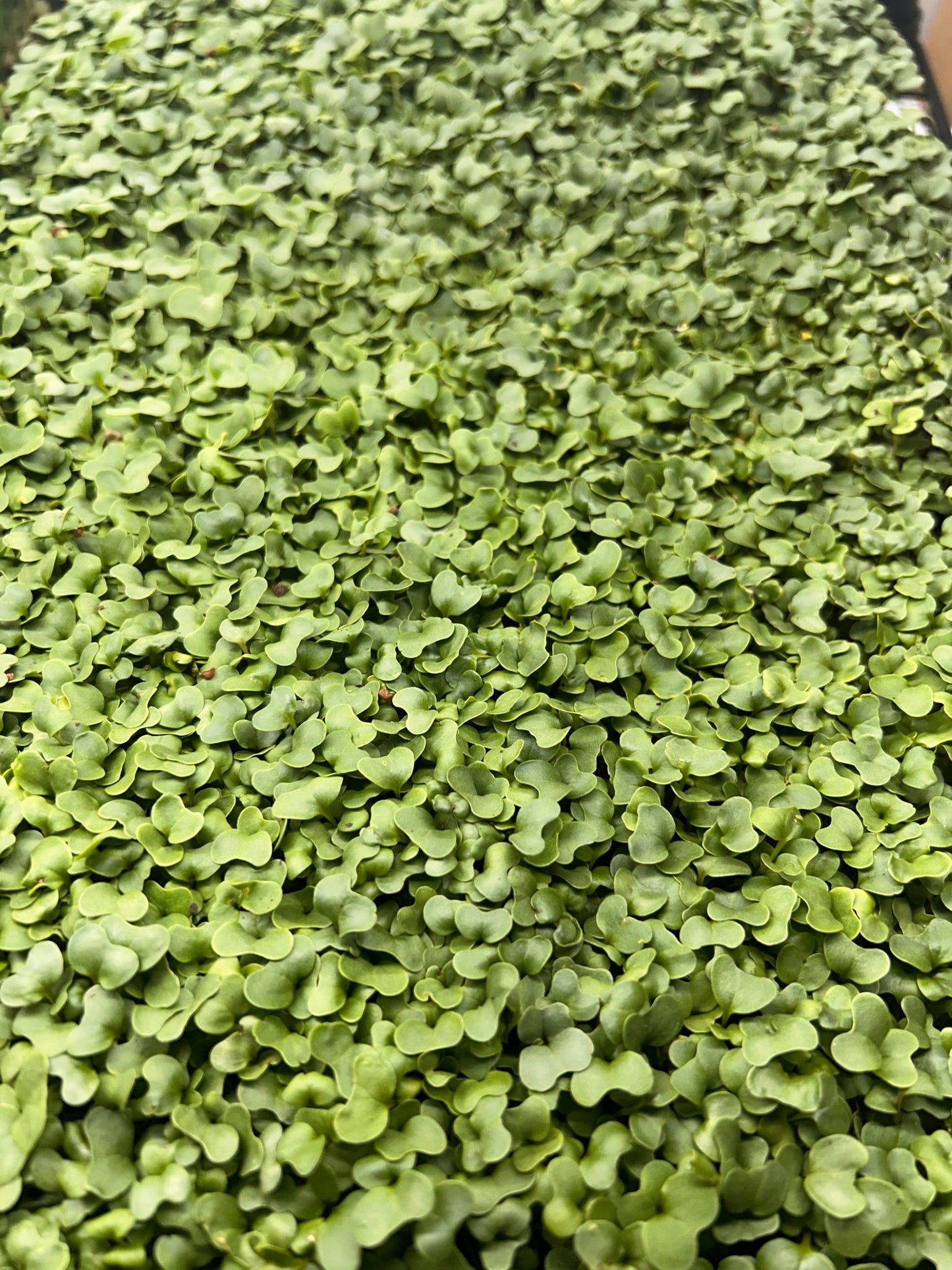 Broccoli Tray (microgreens grown to order) - Yummy Little Plants - Microgreens