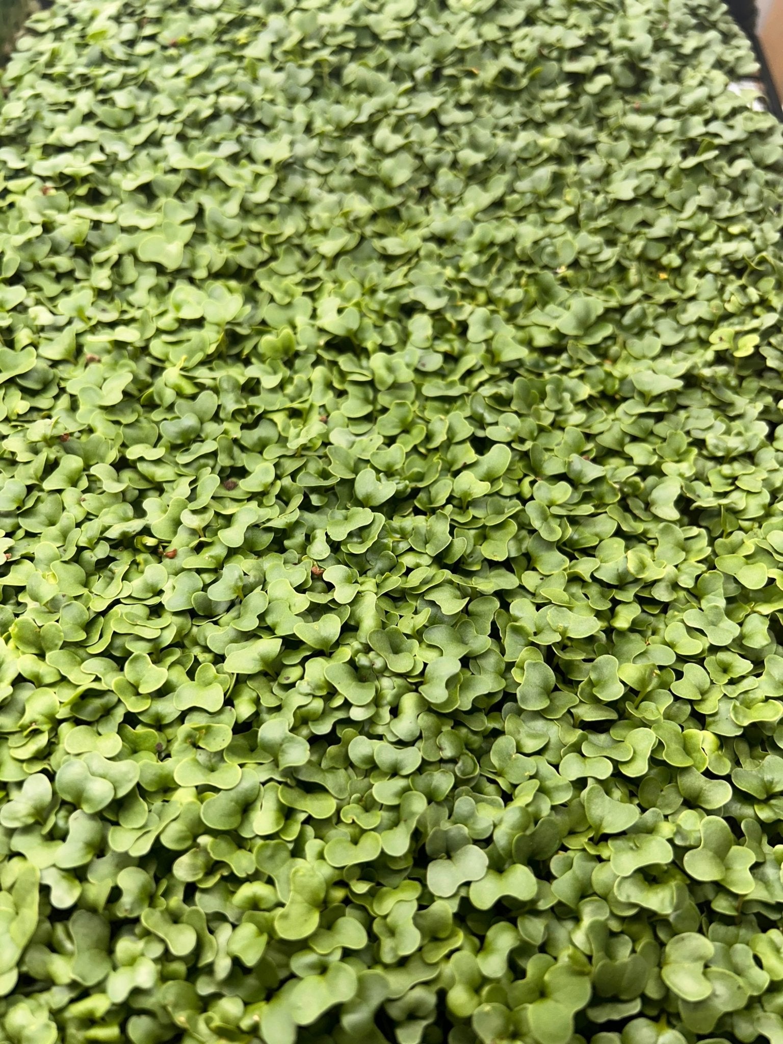 Broccoli Tray (microgreens grown to order) - Yummy Little Plants - Microgreens