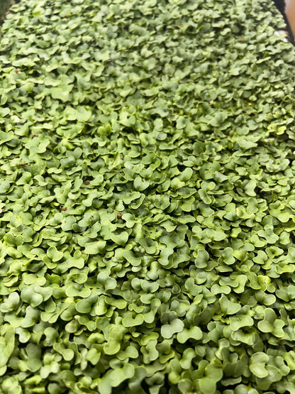 Broccoli Tray (microgreens grown to order) - Yummy Little Plants - Microgreens
