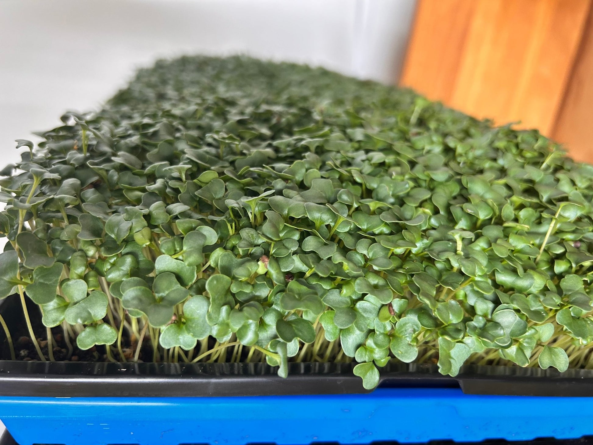 Broccoli Tray (microgreens grown to order) - Yummy Little Plants - Microgreens