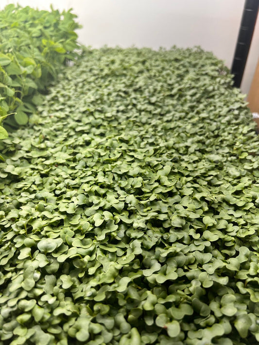 Broccoli Tray (microgreens grown to order) - Yummy Little Plants - Microgreens