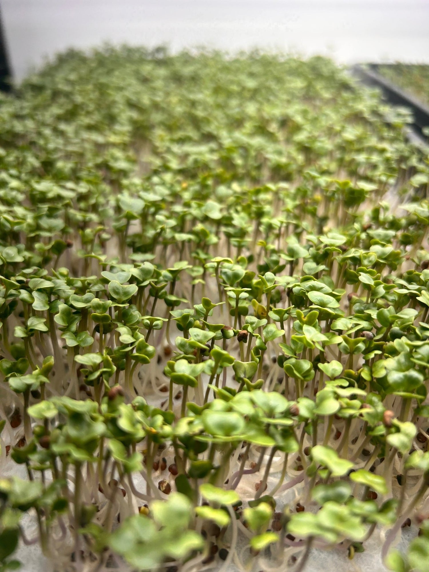 Broccoli Tray (microgreens grown to order) - Yummy Little Plants - Microgreens