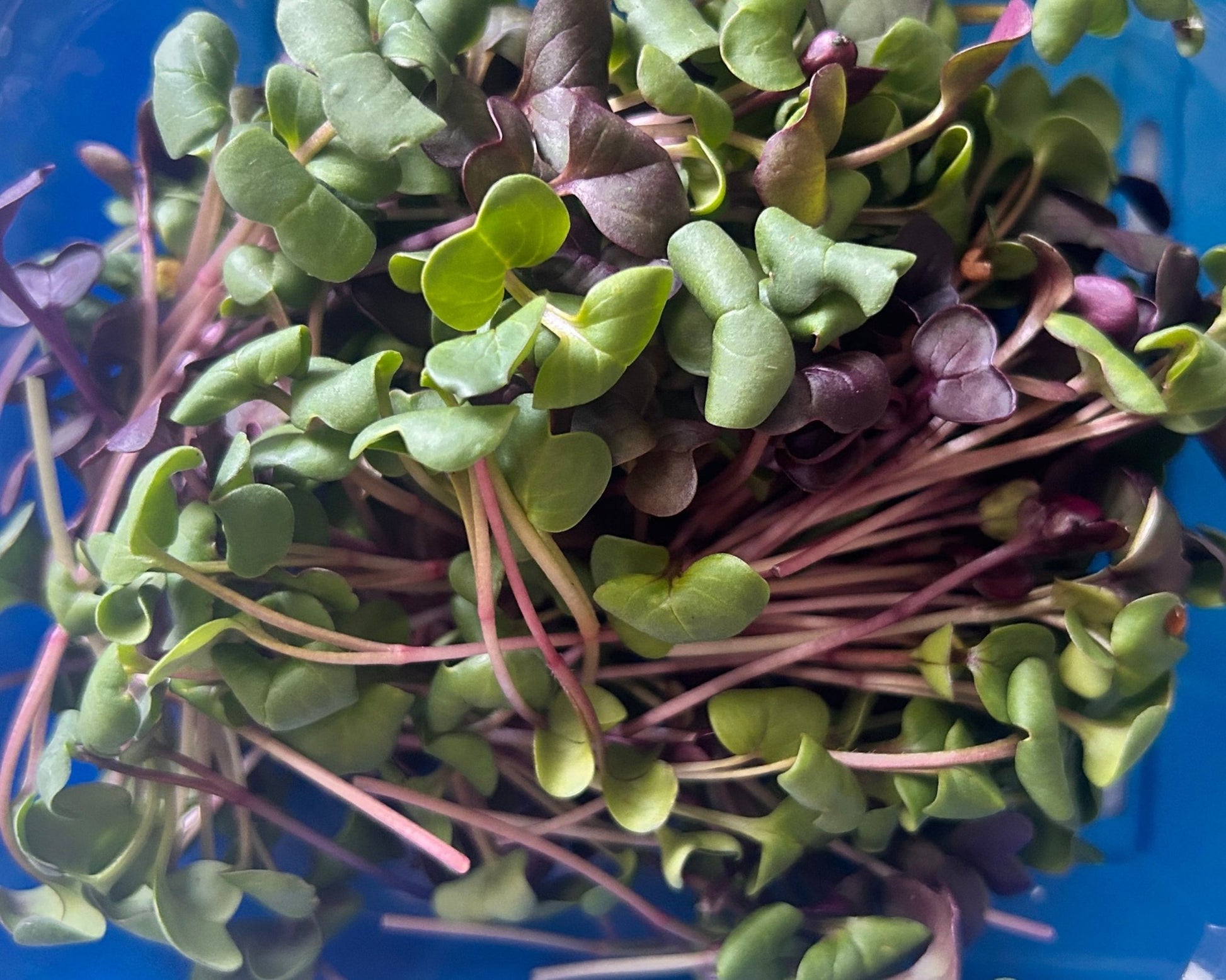 confetti radish green and purple microgreens