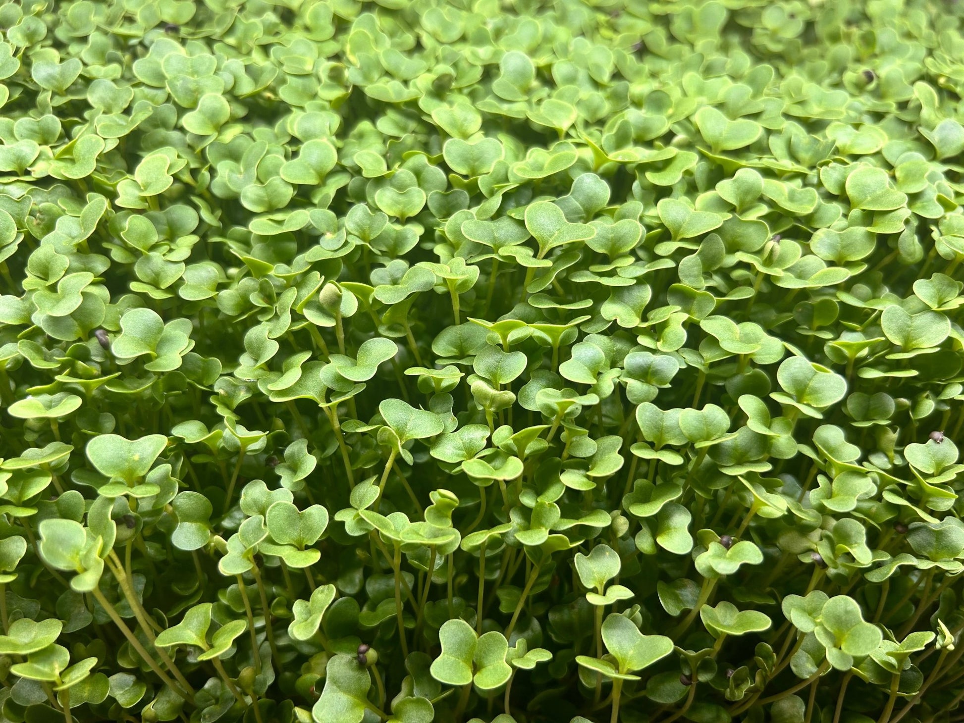 Close up of microgreens growing - broccoli - clover - kale -