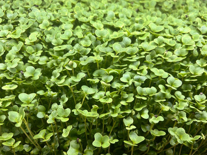 Close up of microgreens growing - broccoli - clover - kale -