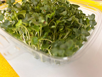 Gourmet Greens (microgreens by the ounce) - Yummy Little Plants - Microgreens