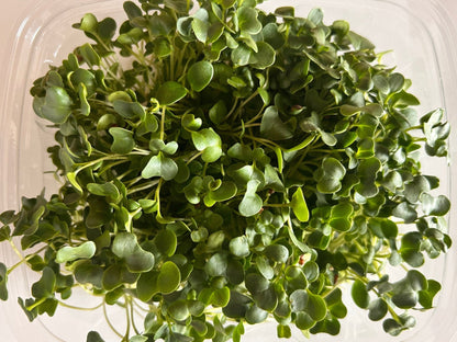 Gourmet Greens (microgreens by the ounce) - Yummy Little Plants - Microgreens