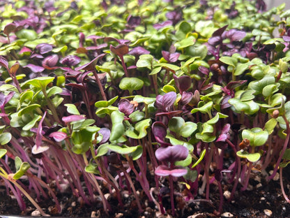 green and purple radish microgreens growing in a tray