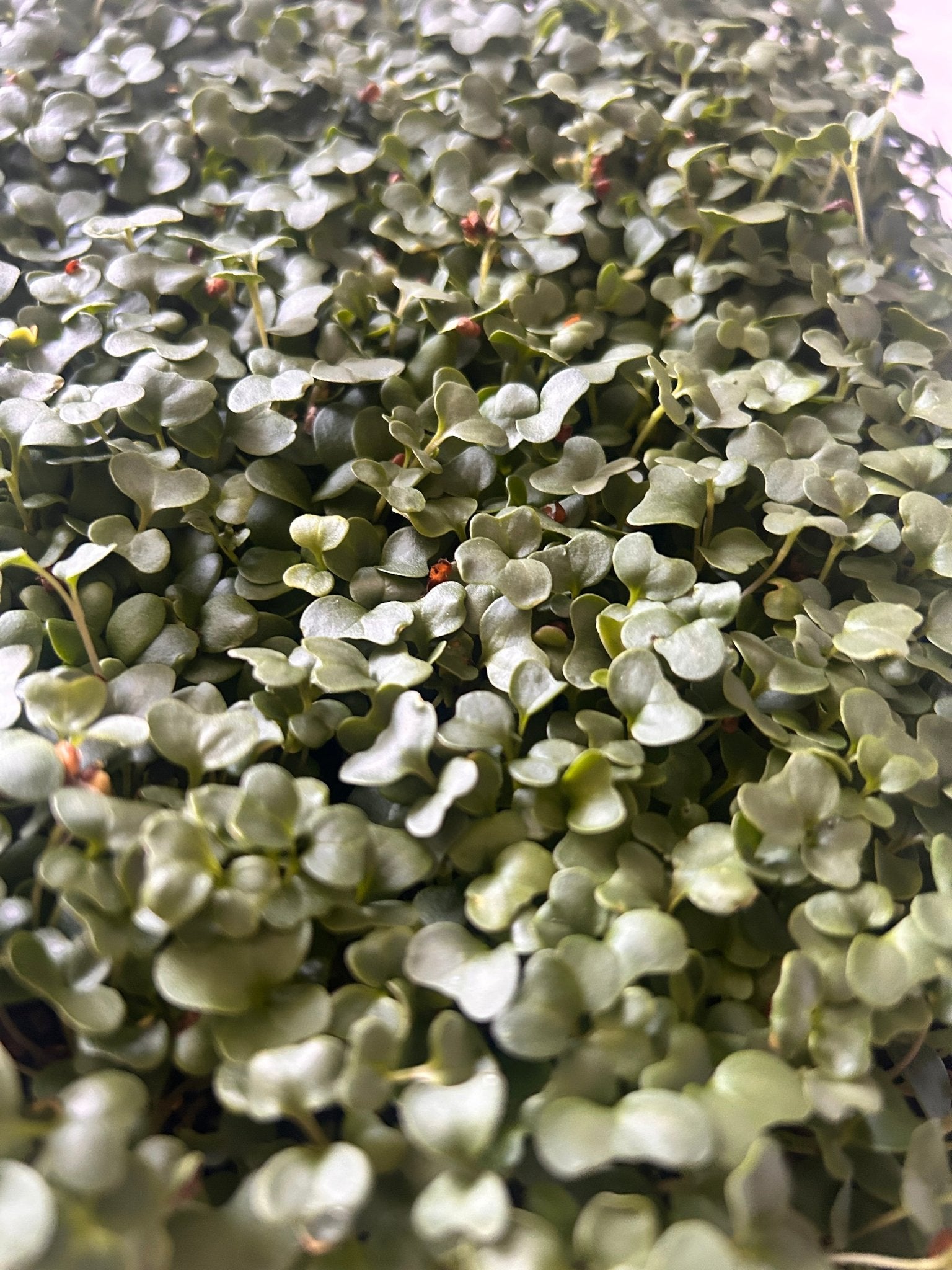 mix of broccoli, kale, and clover microgreens growing in a tray