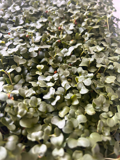 mix of broccoli, kale, and clover microgreens growing in a tray