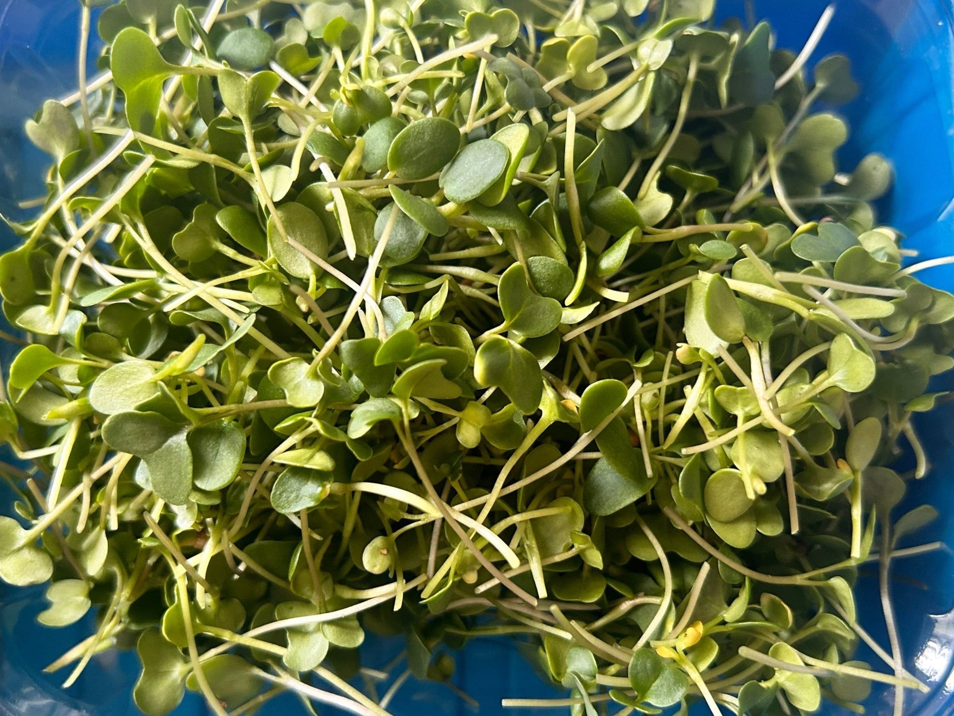 microgreens mix with broccoli, kale, and clover
